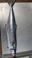 Mackerel Frozen ($18/Kg)