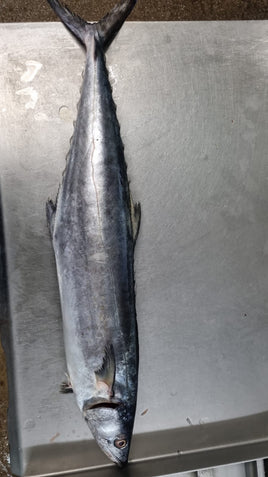 Mackerel Frozen ($18/Kg)