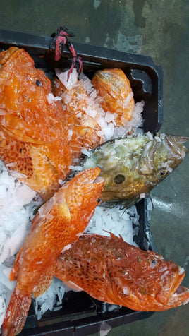 Scorpionfish (5Kg BOX, $26/KG)