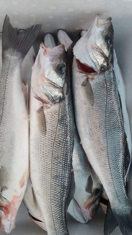 Sea Bass (10Kg BOX)