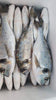 Sea Bream (5Kg BOX)