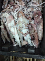 Squid Fresh ($30/Kg)